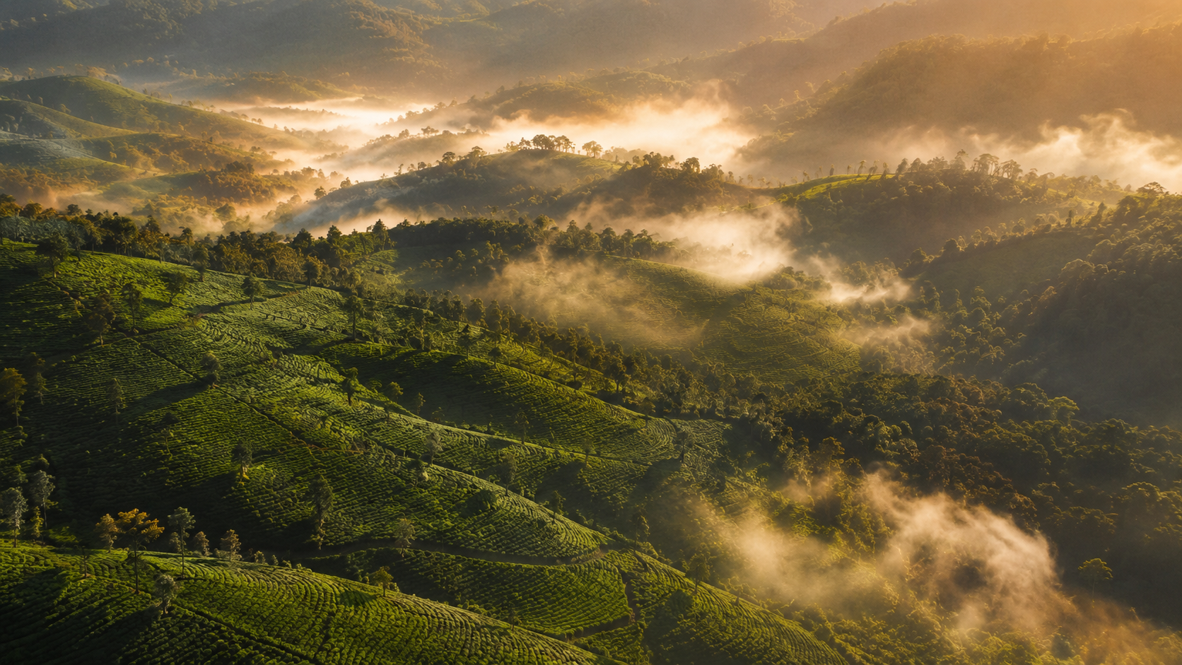 Kerala Landscape